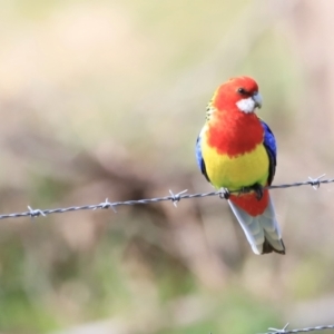 Platycercus eximius at Tharwa, ACT - 8 Sep 2023