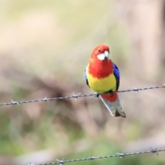 Platycercus eximius at Tharwa, ACT - 8 Sep 2023