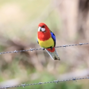 Platycercus eximius at Tharwa, ACT - 8 Sep 2023