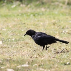 Corcorax melanorhamphos (White-winged Chough) at Namadgi National Park - 8 Sep 2023 by JimL