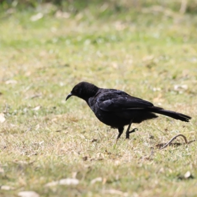 Corcorax melanorhamphos (White-winged Chough) at Tharwa, ACT - 8 Sep 2023 by JimL