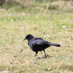 Corcorax melanorhamphos at Tharwa, ACT - 8 Sep 2023 12:44 PM