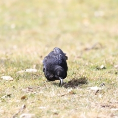 Corcorax melanorhamphos at Tharwa, ACT - 8 Sep 2023 12:44 PM