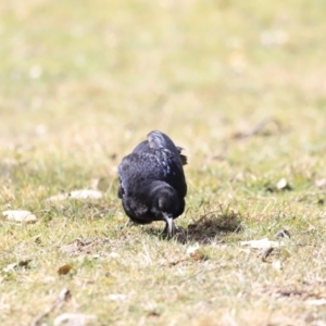 Corcorax melanorhamphos at Tharwa, ACT - 8 Sep 2023 12:44 PM