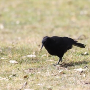 Corcorax melanorhamphos at Tharwa, ACT - 8 Sep 2023 12:44 PM