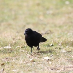 Corcorax melanorhamphos at Tharwa, ACT - 8 Sep 2023 12:44 PM