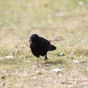 Corcorax melanorhamphos at Tharwa, ACT - 8 Sep 2023 12:44 PM