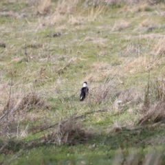 Gymnorhina tibicen (Australian Magpie) at Namadgi National Park - 8 Sep 2023 by JimL