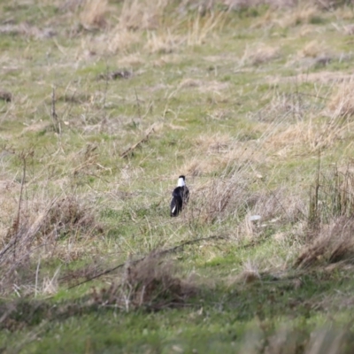 Gymnorhina tibicen (Australian Magpie) at Namadgi National Park - 8 Sep 2023 by JimL