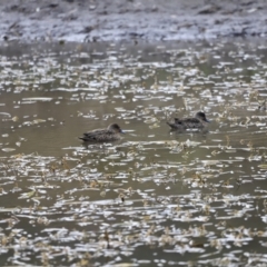 Anas gracilis (Grey Teal) at Namadgi National Park - 8 Sep 2023 by JimL