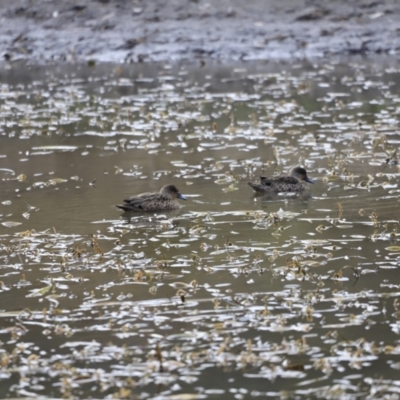 Anas gracilis (Grey Teal) at Tharwa, ACT - 8 Sep 2023 by JimL