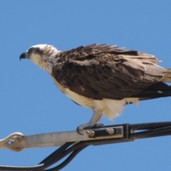 Pandion haliaetus (Osprey) at Leeman, WA - 14 Nov 2009 by AndyRoo