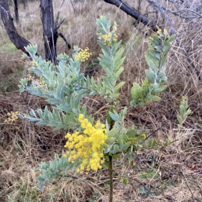 Acacia covenyi (Blue Bush) at Wamboin, NSW - 27 Aug 2023 by Komidar