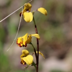 Diuris pardina (Leopard Doubletail) at Chiltern, VIC - 7 Sep 2023 by KylieWaldon