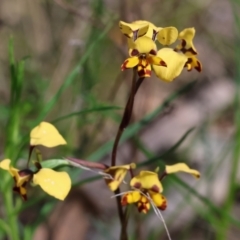 Diuris pardina (Leopard Doubletail) at Chiltern, VIC - 7 Sep 2023 by KylieWaldon