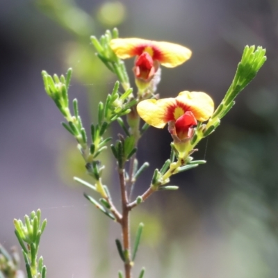 Dillwynia sericea (Egg And Bacon Peas) at Chiltern, VIC - 7 Sep 2023 by KylieWaldon