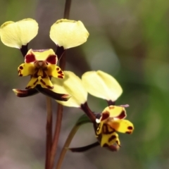 Diuris pardina (Leopard Doubletail) at Chiltern, VIC - 7 Sep 2023 by KylieWaldon