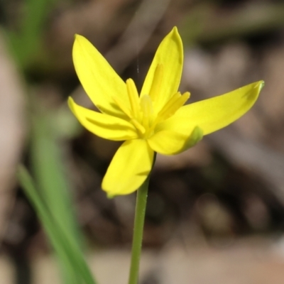 Pauridia vaginata (Yellow Star) at Chiltern, VIC - 7 Sep 2023 by KylieWaldon