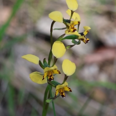 Diuris pardina (Leopard Doubletail) at Chiltern, VIC - 7 Sep 2023 by KylieWaldon