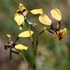 Diuris pardina (Leopard Doubletail) at Chiltern, VIC - 7 Sep 2023 by KylieWaldon