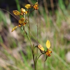 Diuris pardina (Leopard Doubletail) at Chiltern, VIC - 7 Sep 2023 by KylieWaldon