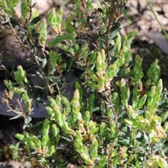 Brachyloma daphnoides (Daphne Heath) at Chiltern, VIC - 7 Sep 2023 by KylieWaldon