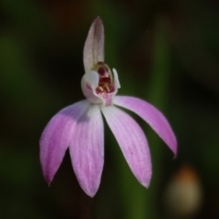 Caladenia fuscata (Dusky Fingers) at Chiltern, VIC - 7 Sep 2023 by KylieWaldon