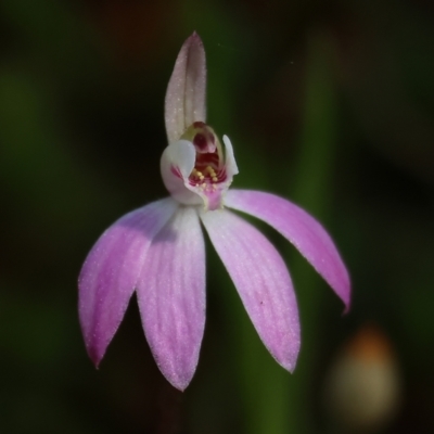 Caladenia fuscata (Dusky Fingers) at Chiltern, VIC - 7 Sep 2023 by KylieWaldon