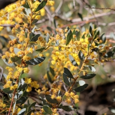 Acacia buxifolia subsp. buxifolia (Box-leaf Wattle) at Chiltern, VIC - 7 Sep 2023 by KylieWaldon