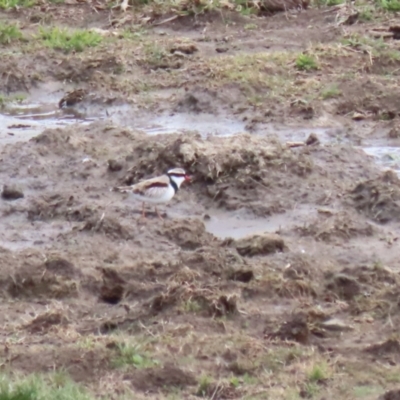 Charadrius melanops (Black-fronted Dotterel) at Tuggeranong, ACT - 8 Sep 2023 by RodDeb