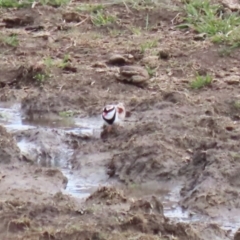 Charadrius melanops at Tuggeranong, ACT - 8 Sep 2023