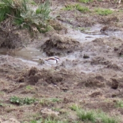 Charadrius melanops at Tuggeranong, ACT - 8 Sep 2023