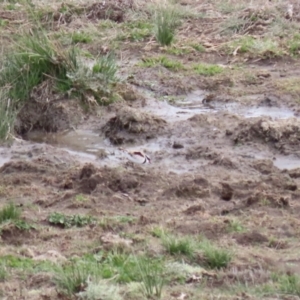 Charadrius melanops at Tuggeranong, ACT - 8 Sep 2023