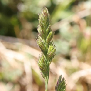 Dactylis glomerata at O'Connor, ACT - 7 Sep 2023 12:16 PM