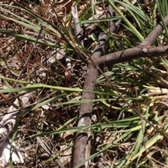 Dactylis glomerata at O'Connor, ACT - 7 Sep 2023 12:16 PM