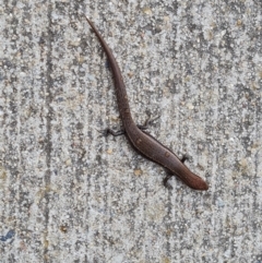 Lampropholis delicata (Delicate Skink) at Isaacs, ACT - 8 Sep 2023 by Mike