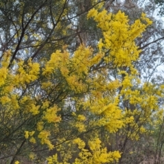 Acacia boormanii (Snowy River Wattle) at Isaacs, ACT - 8 Sep 2023 by Mike