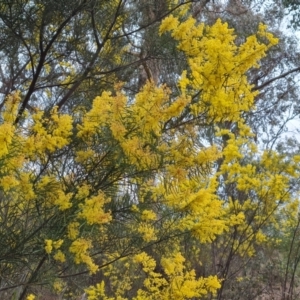 Acacia boormanii at Isaacs, ACT - 8 Sep 2023