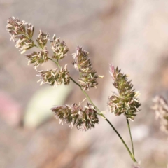 Dactylis glomerata (Cocksfoot) at O'Connor, ACT - 7 Sep 2023 by ConBoekel