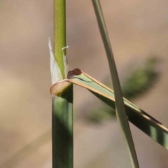 Dactylis glomerata at O'Connor, ACT - 7 Sep 2023