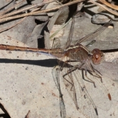 Diplacodes bipunctata at Chiltern, VIC - 7 Sep 2023 by KylieWaldon