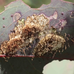 Unidentified Other fungus at O'Connor, ACT - 7 Sep 2023 by ConBoekel