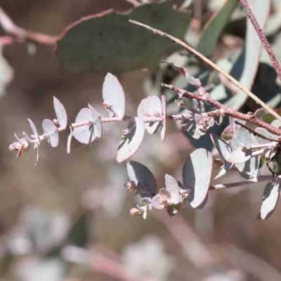 Eucalyptus cinerea subsp. cinerea (Argyle Apple) at Caladenia Forest, O'Connor - 7 Sep 2023 by ConBoekel