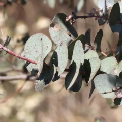 Eucalyptus cinerea subsp. cinerea at O'Connor, ACT - 7 Sep 2023 12:23 PM