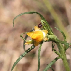 Xerochrysum viscosum (Sticky Everlasting) at Caladenia Forest, O'Connor - 7 Sep 2023 by ConBoekel