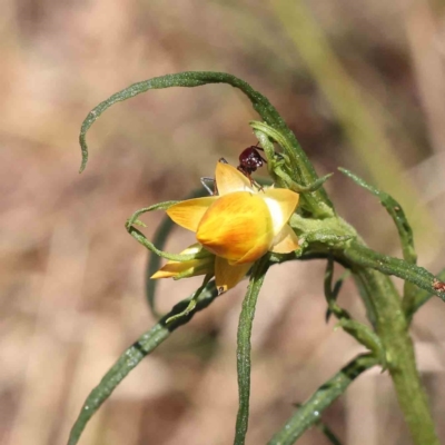 Xerochrysum viscosum (Sticky Everlasting) at Caladenia Forest, O'Connor - 7 Sep 2023 by ConBoekel