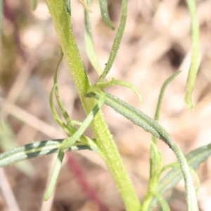 Xerochrysum viscosum at O'Connor, ACT - 7 Sep 2023