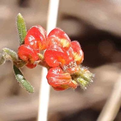 Grevillea alpina (Mountain Grevillea / Cat's Claws Grevillea) at O'Connor, ACT - 7 Sep 2023 by ConBoekel