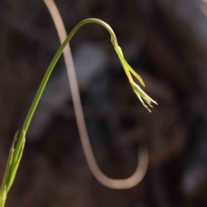 Wahlenbergia stricta subsp. stricta at O'Connor, ACT - 7 Sep 2023