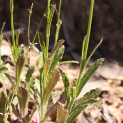 Wahlenbergia stricta subsp. stricta at O'Connor, ACT - 7 Sep 2023